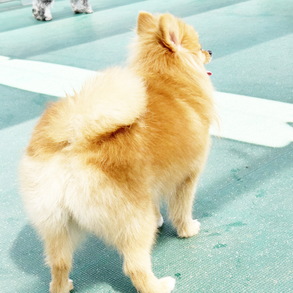 生徒が撮影したモデル犬♪①